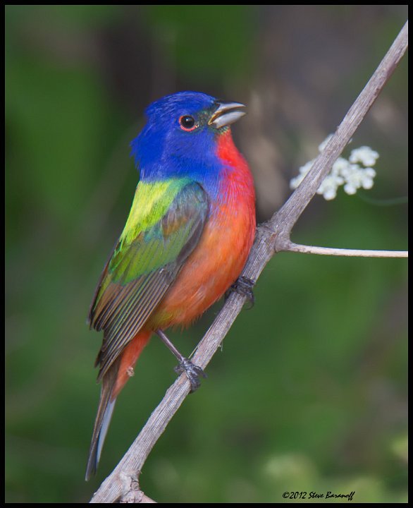 _2SB9381 painted bunting.jpg